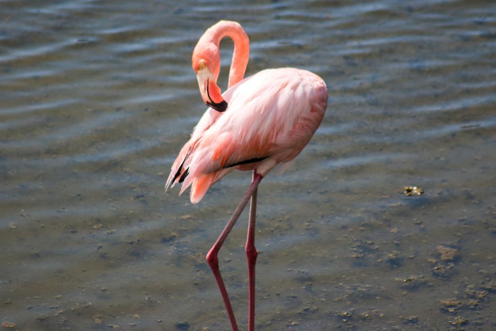 Chez Manany Galapagos Ecolodge Puerto Villamil Ngoại thất bức ảnh