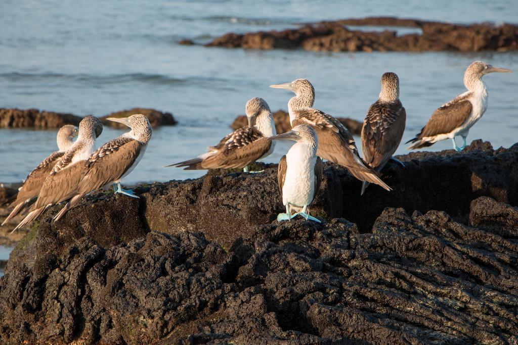 Chez Manany Galapagos Ecolodge Puerto Villamil Ngoại thất bức ảnh