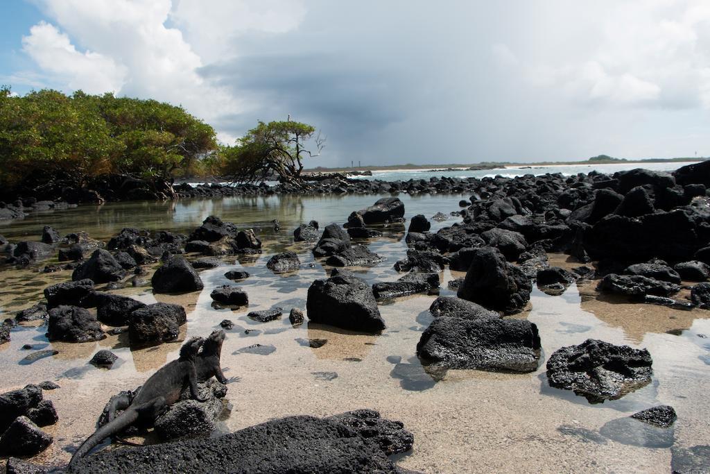Chez Manany Galapagos Ecolodge Puerto Villamil Ngoại thất bức ảnh